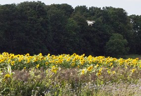 Drone over naturstribe på Dansk Planteværns demo-farm