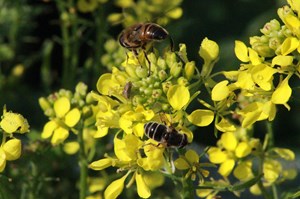 Bier og insekter flokkes om blomsterne